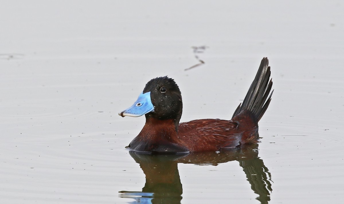 Andean Duck - ML614265413