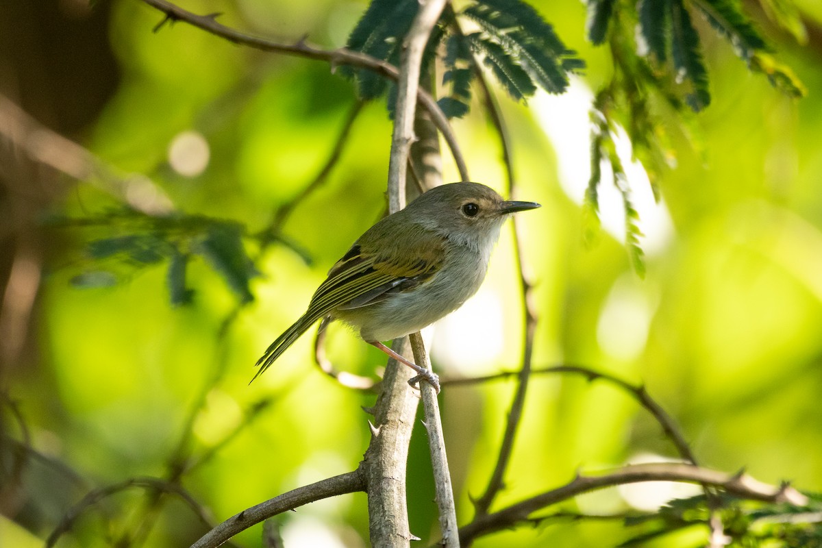 Rusty-fronted Tody-Flycatcher - ML614265421