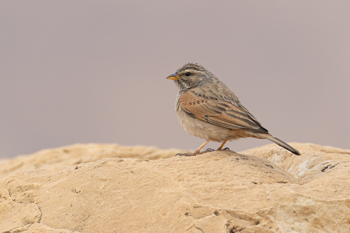 Striolated Bunting - ML614265520