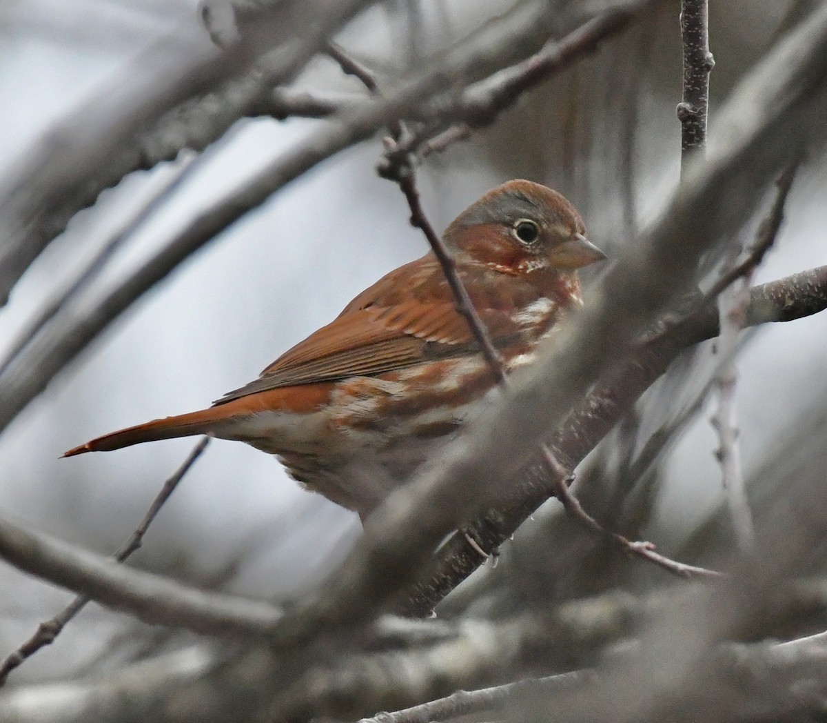 Fox Sparrow (Red) - ML614265836