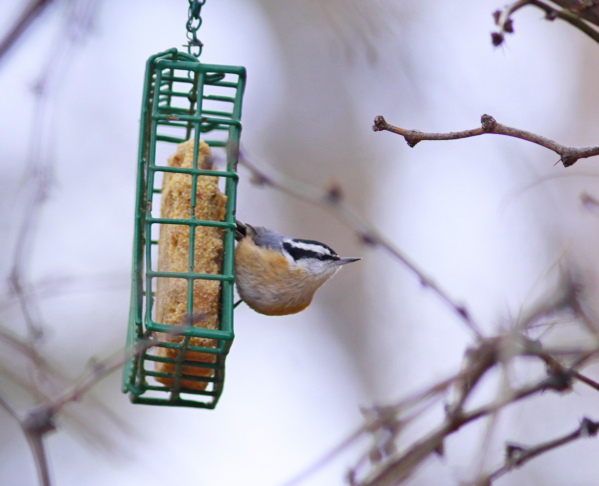 Red-breasted Nuthatch - ML614265910