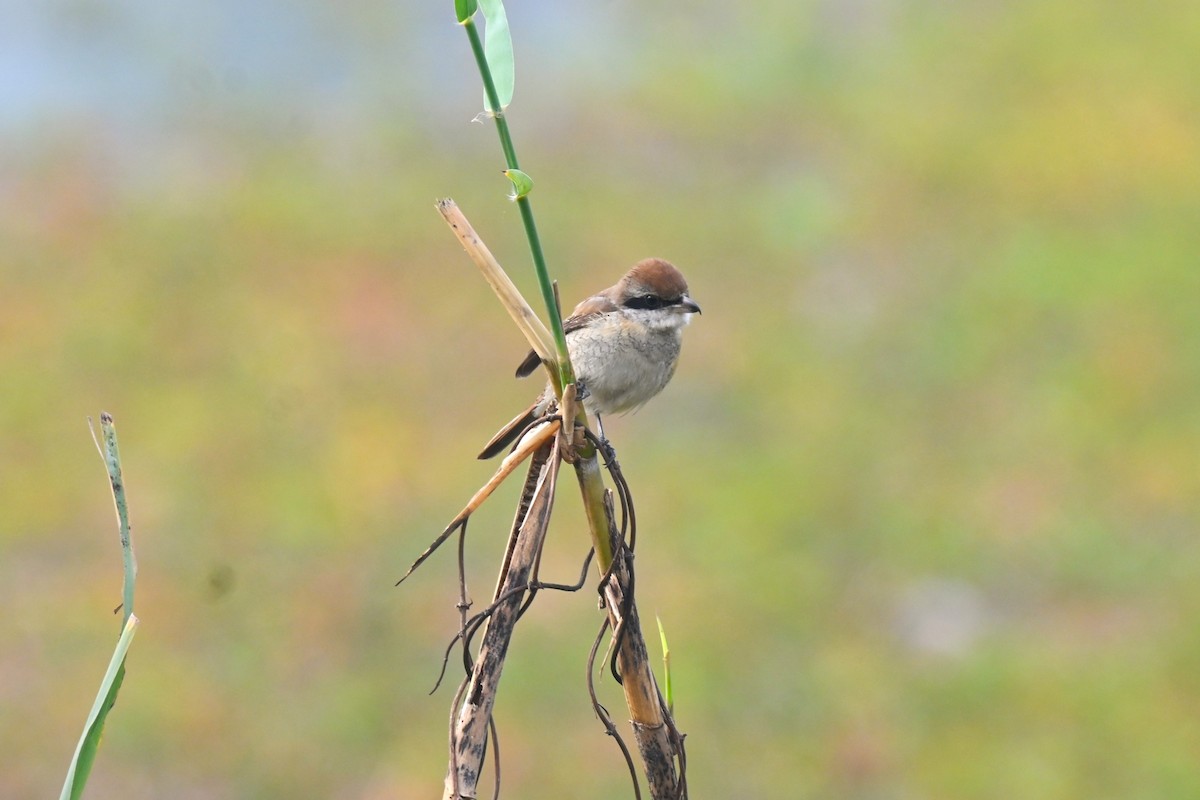 Brown Shrike - Swarnab Ghosh