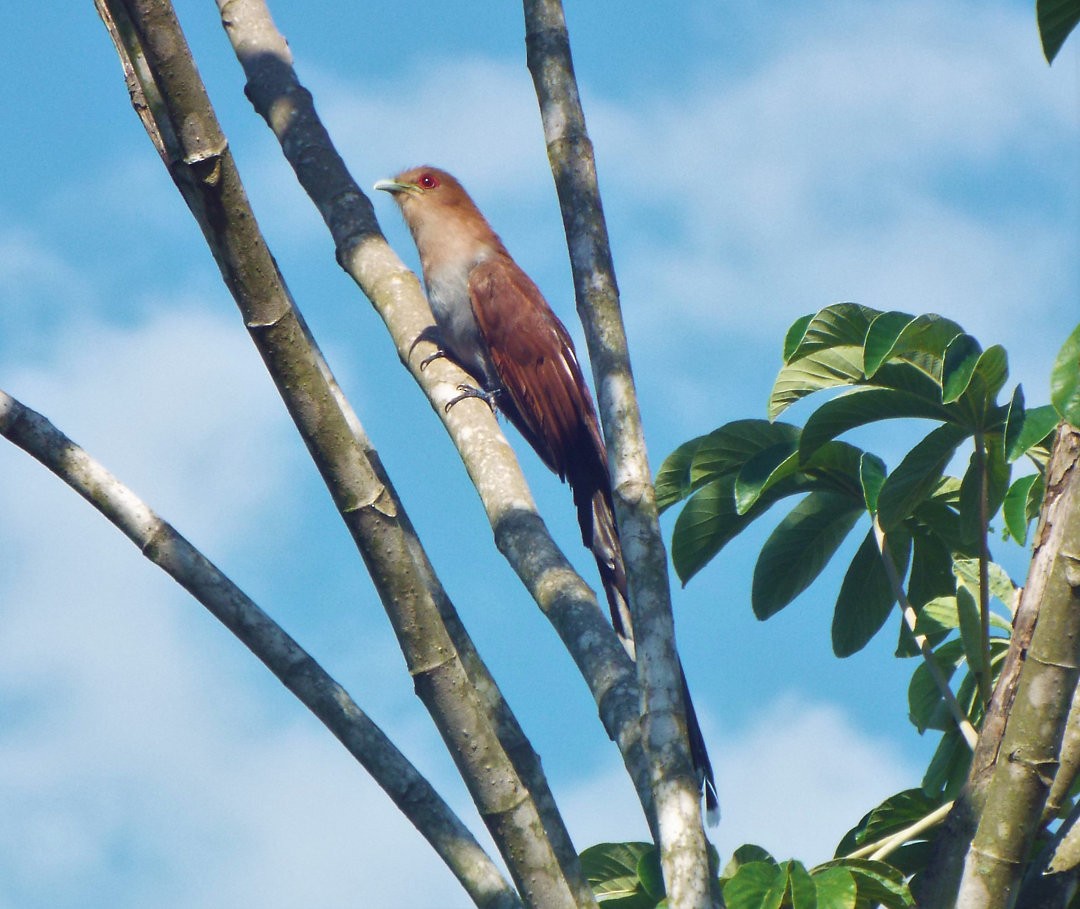 Squirrel Cuckoo - ML614266288