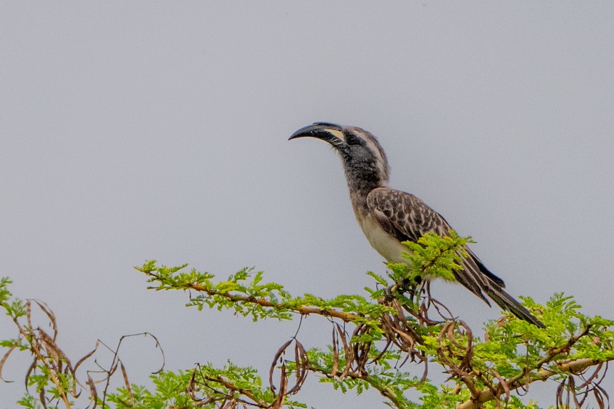 African Gray Hornbill - ML614266388