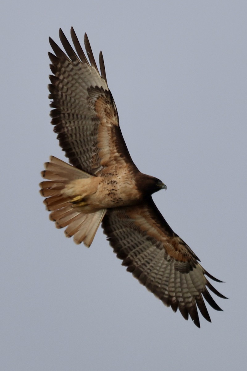 Red-tailed Hawk - ML614266583