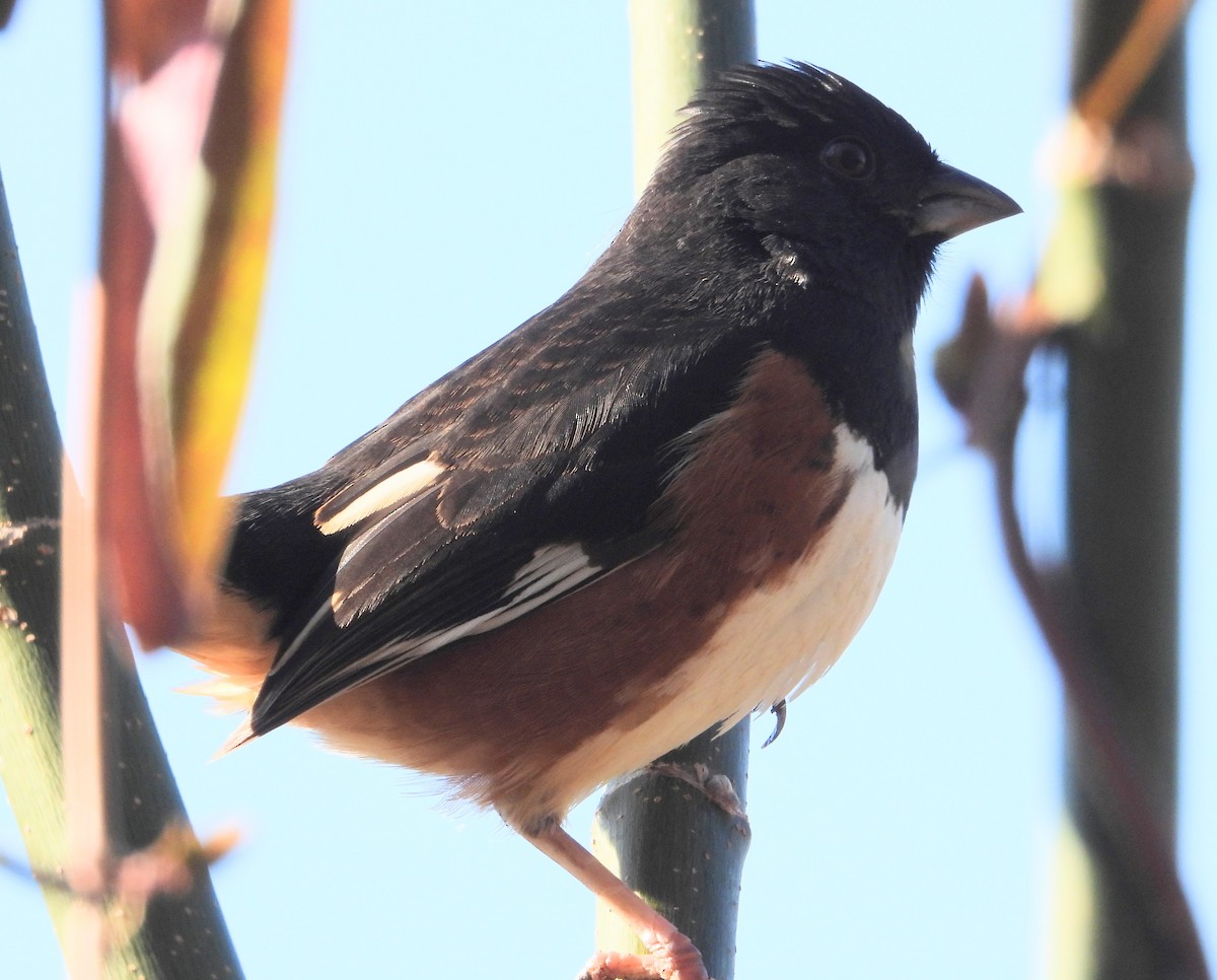 eBird Checklist - 1 Feb 2024 - Greenbelt Community Garden, Hamilton ...