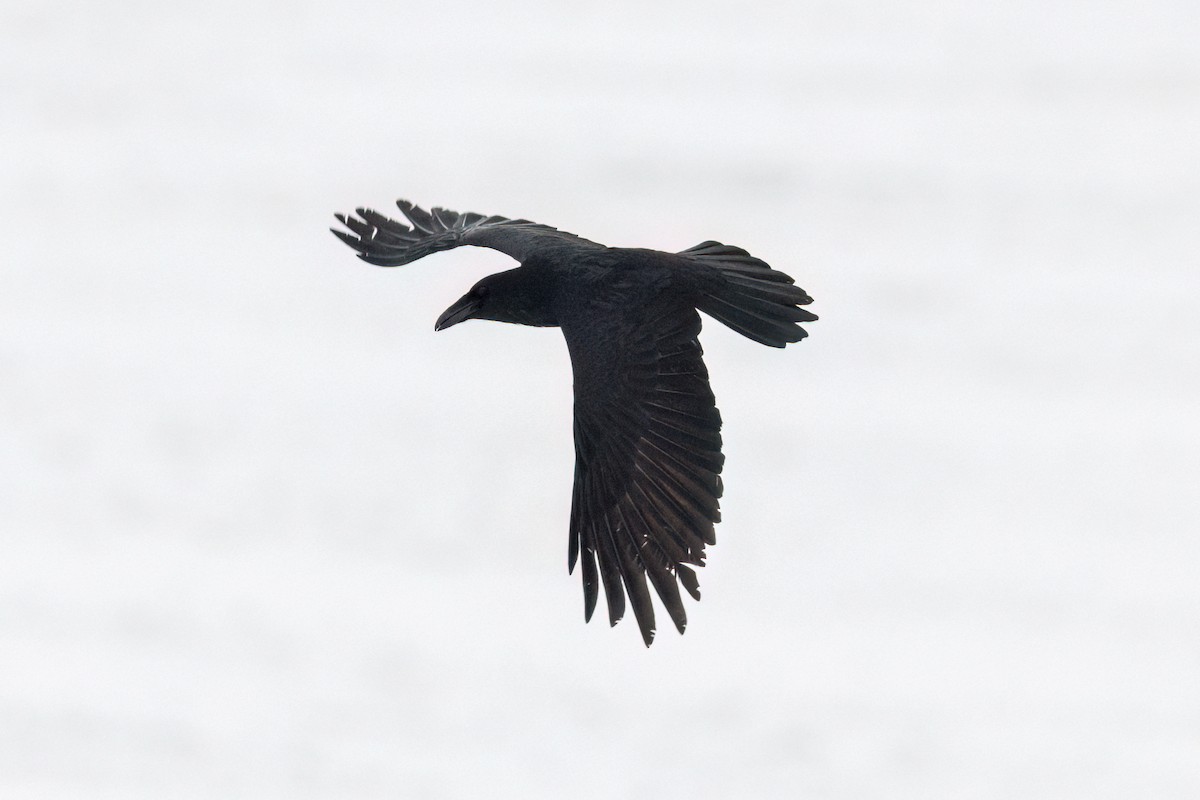 Common Raven - ML614266664
