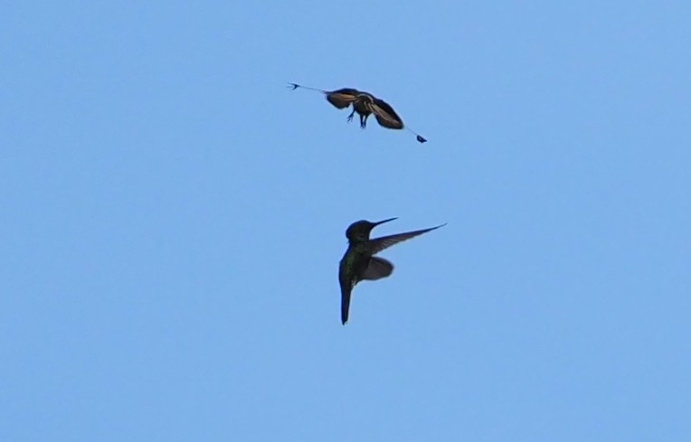 kolibřík pálkoocasý - ML614266694