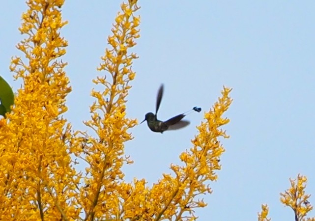 kolibřík pálkoocasý - ML614266695