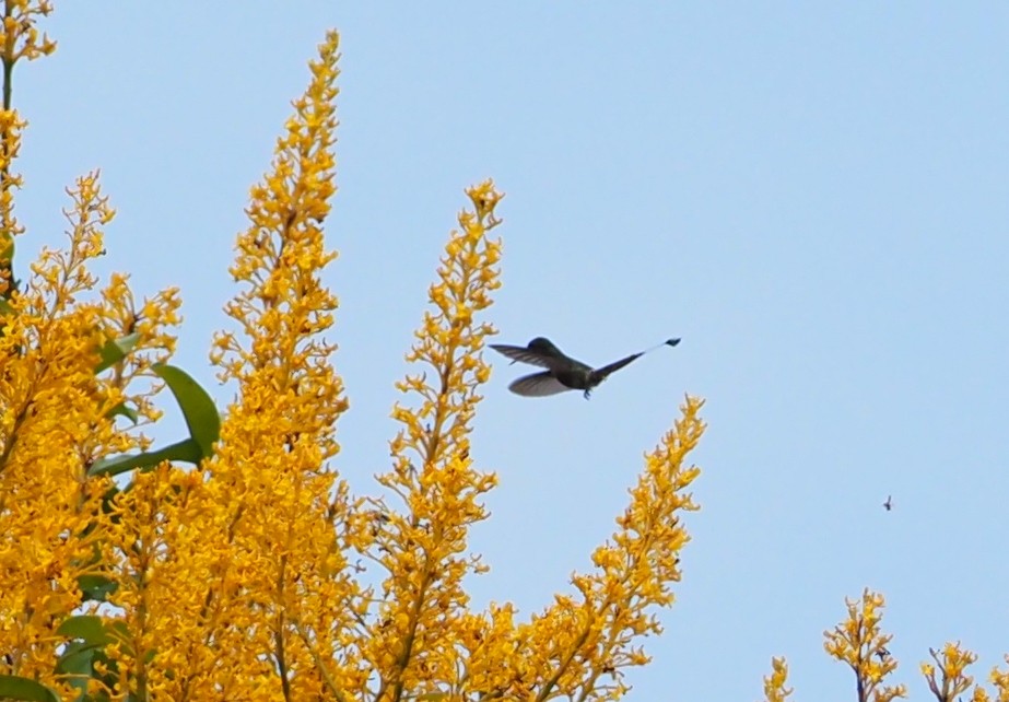 kolibřík pálkoocasý - ML614266696