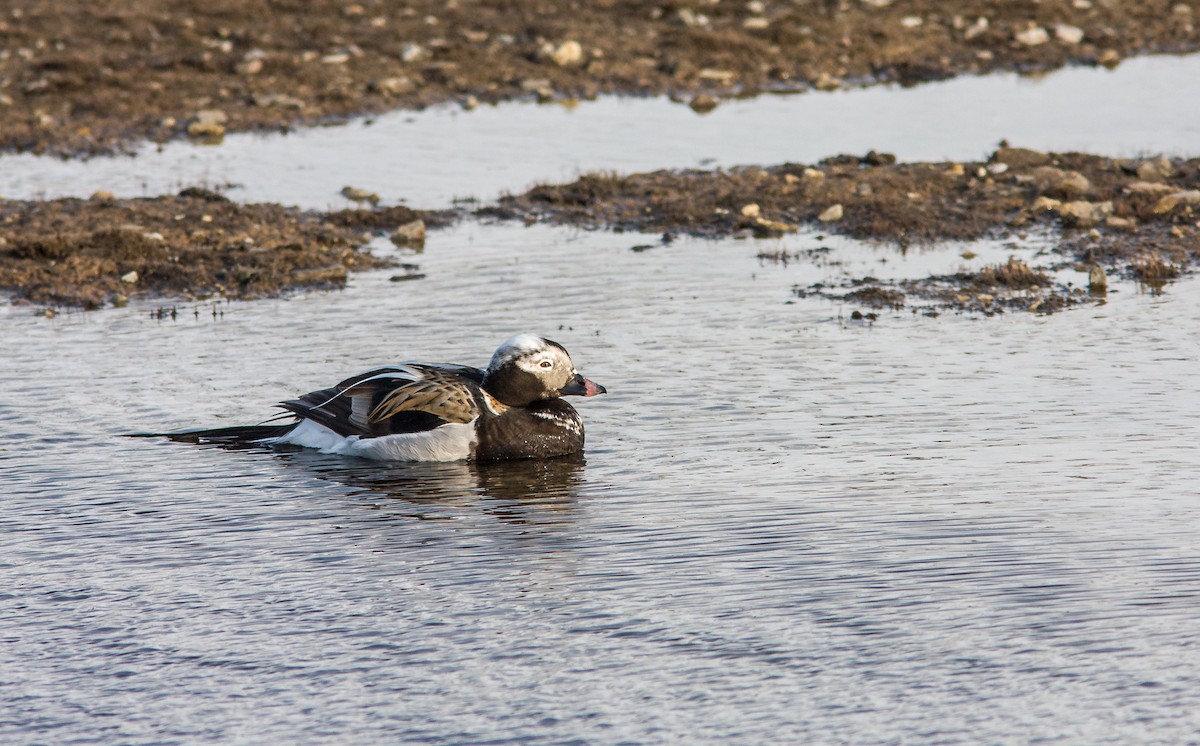 Long-tailed Duck - ML614266721