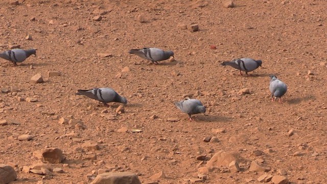 Rock Pigeon (Feral Pigeon) - ML614267102