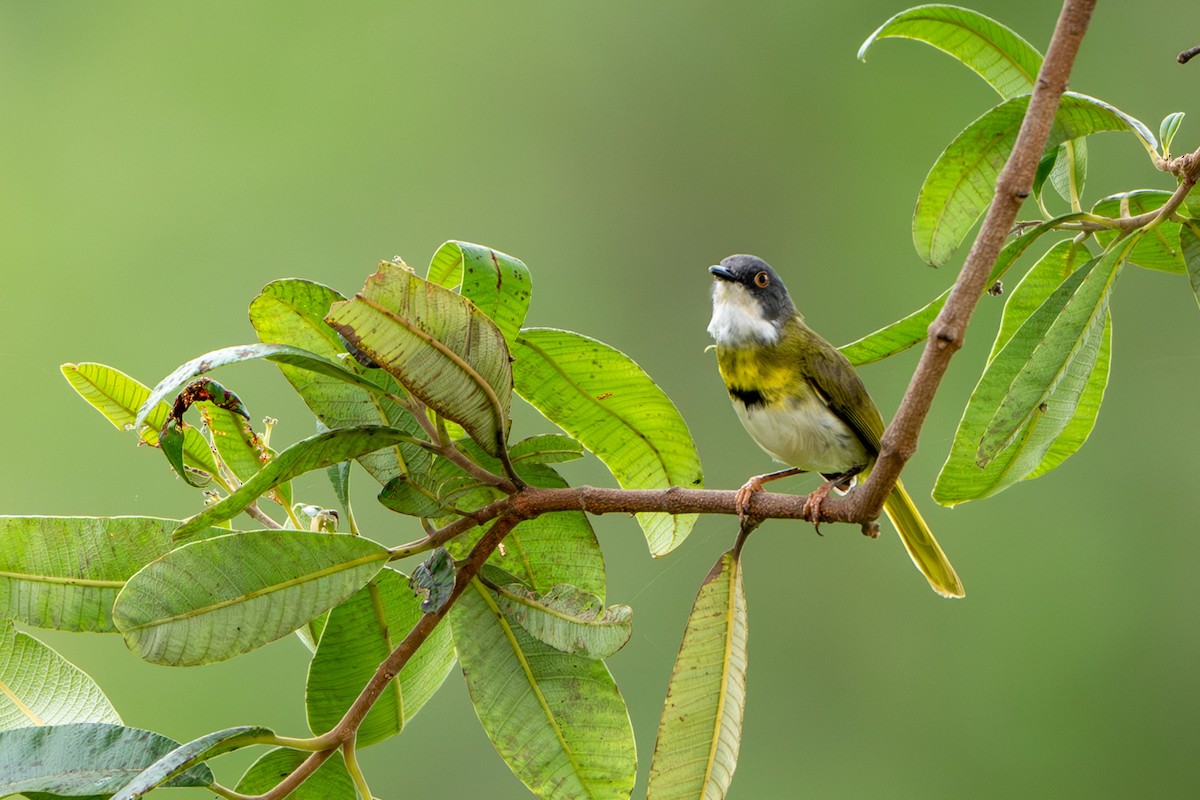 Yellow-breasted Apalis - ML614267179