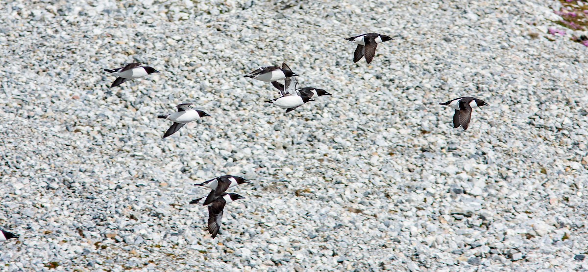 Thick-billed Murre - ML614267190