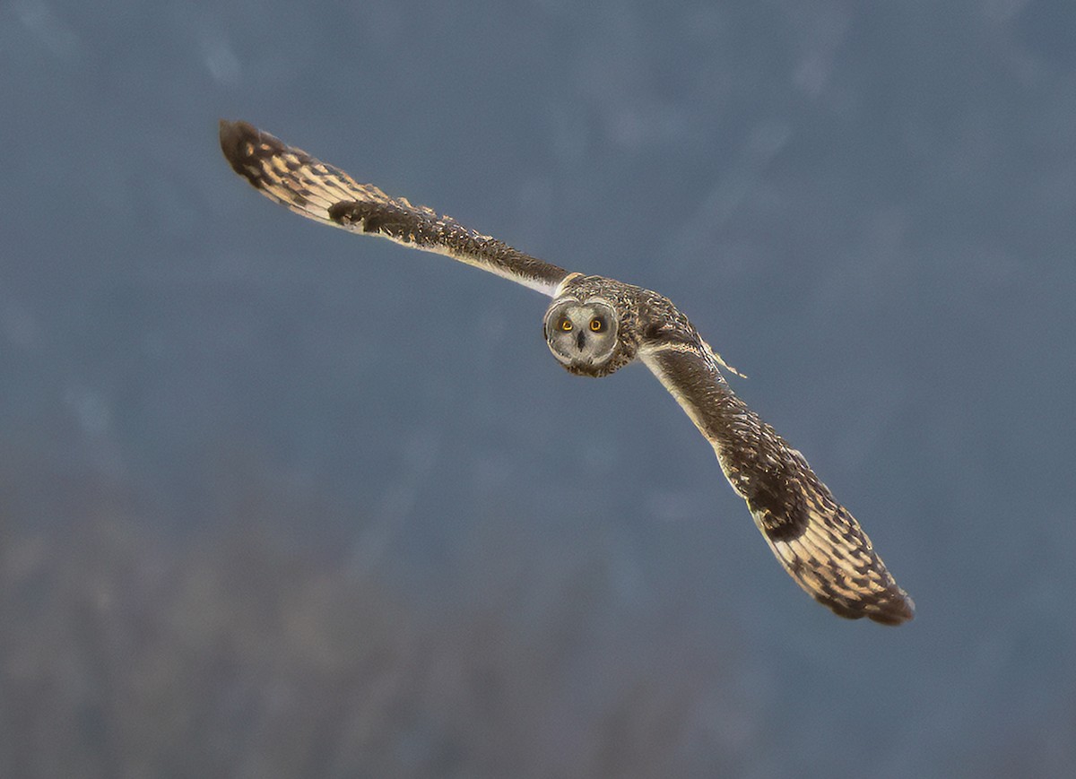 Short-eared Owl - ML614267259