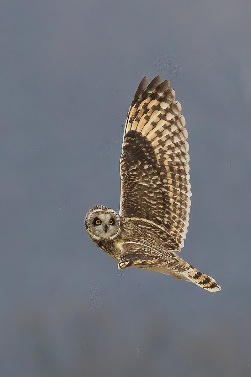 Short-eared Owl - ML614267264