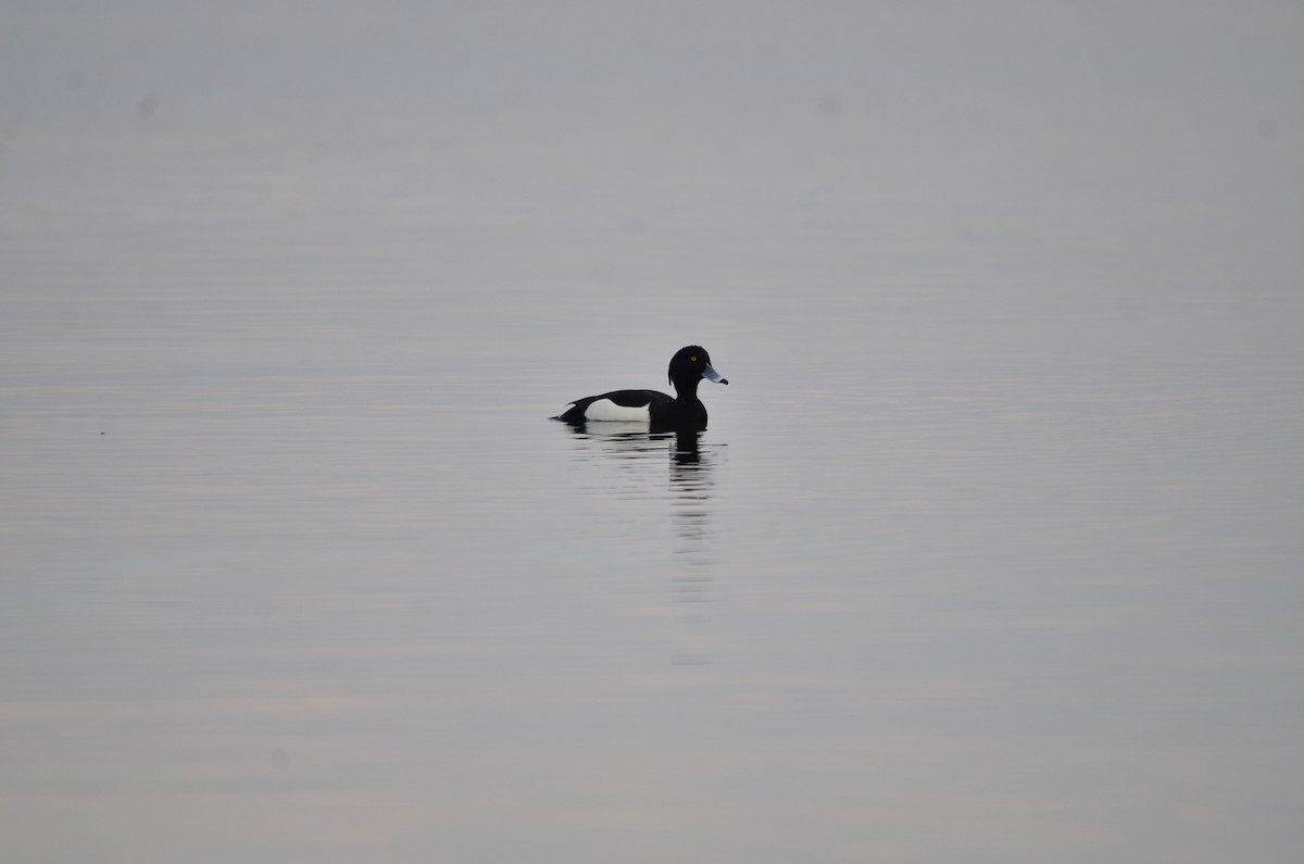 Tufted Duck - ML614267350