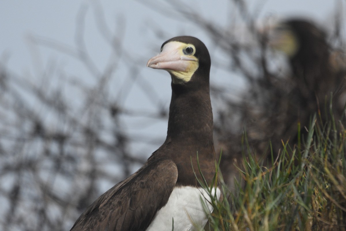 Brown Booby - ML614267453