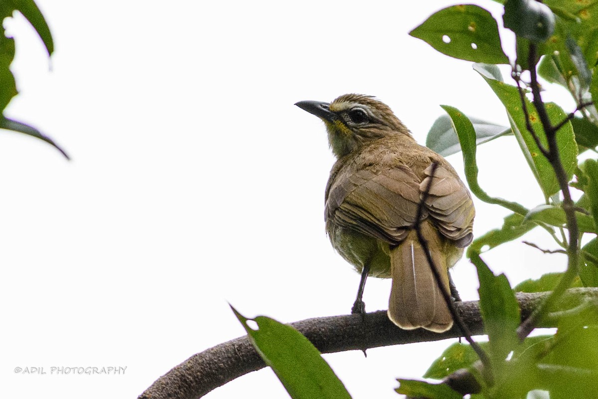 White-browed Bulbul - Dr. ADIL A