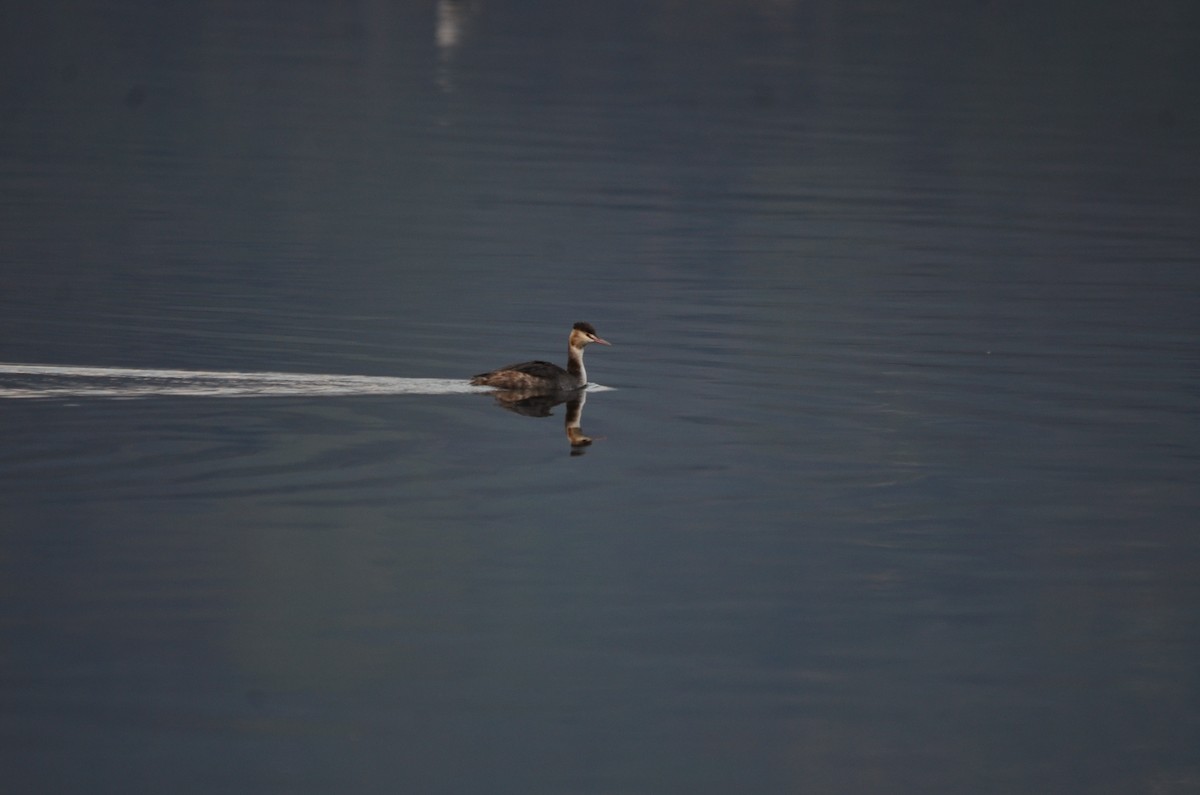 Great Crested Grebe - Elif Yücesoy