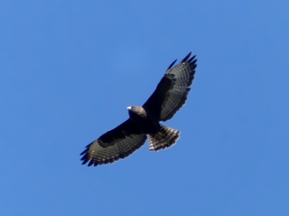 Short-tailed Hawk - ML614267600