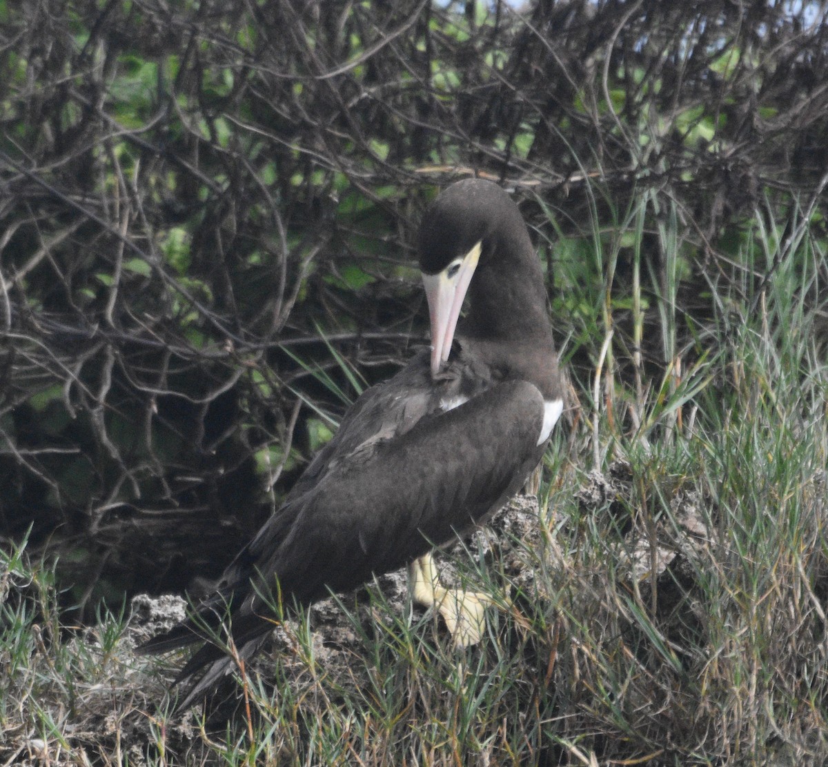 Brown Booby - ML614267611