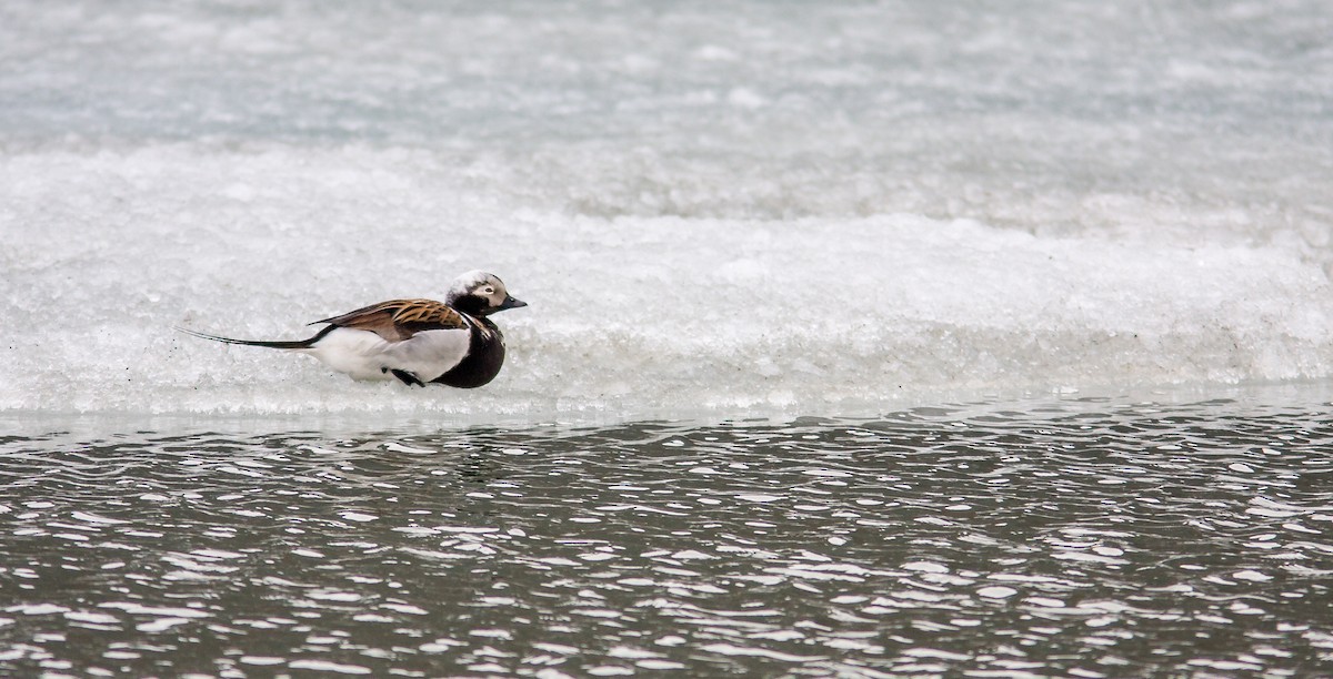 Long-tailed Duck - ML614267678