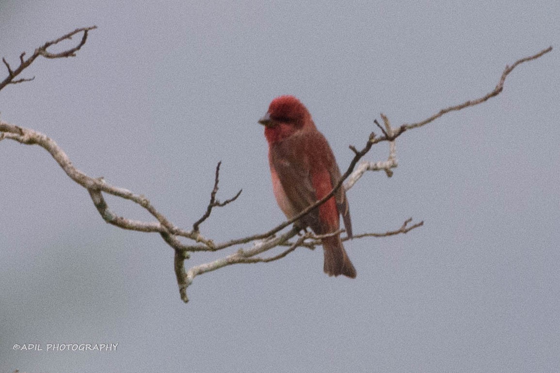 Common Rosefinch - Dr. ADIL A