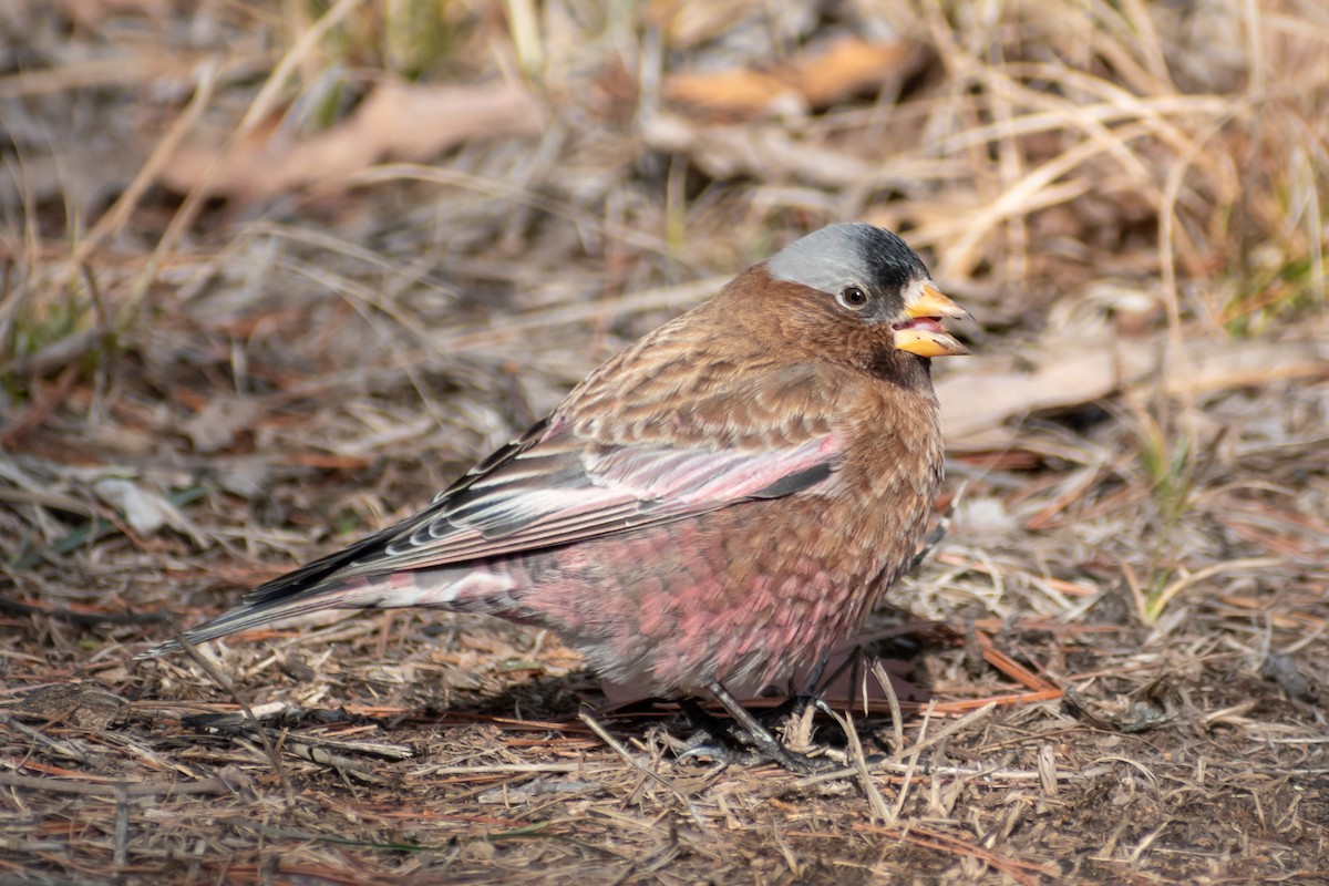 Gray-crowned Rosy-Finch (Gray-crowned) - ML614267713