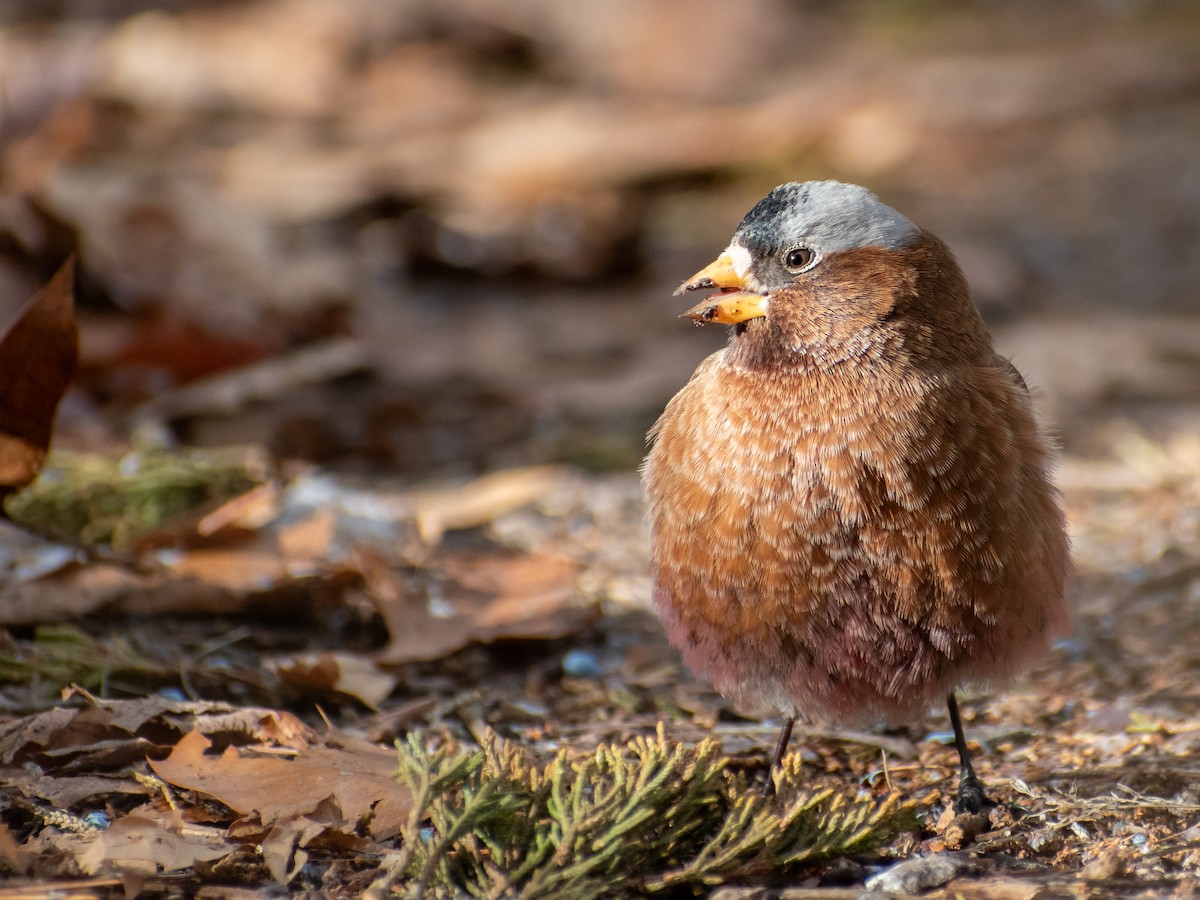Gray-crowned Rosy-Finch (Gray-crowned) - ML614267716