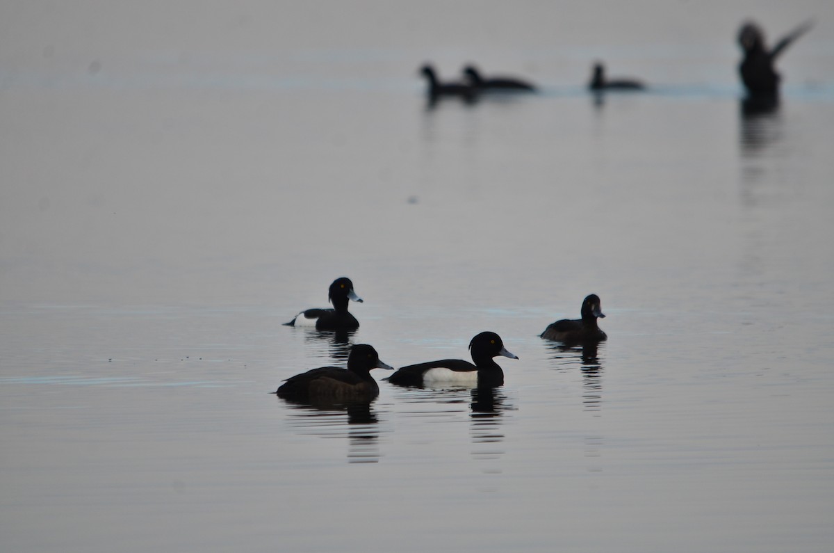 Tufted Duck - ML614267722