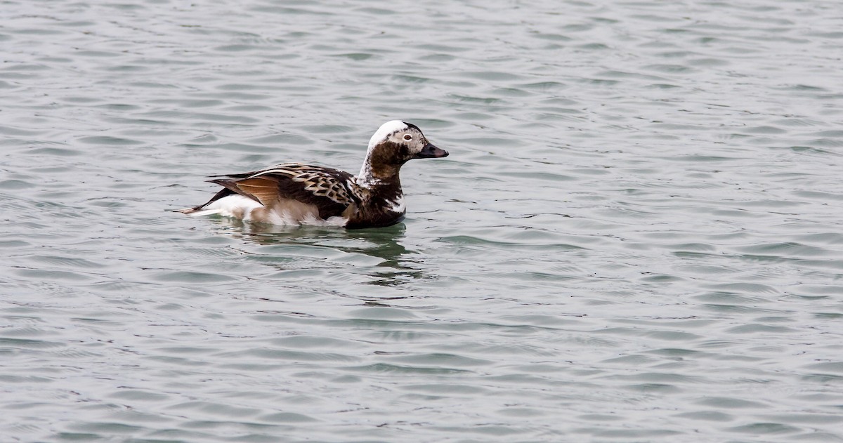 Long-tailed Duck - ML614267754