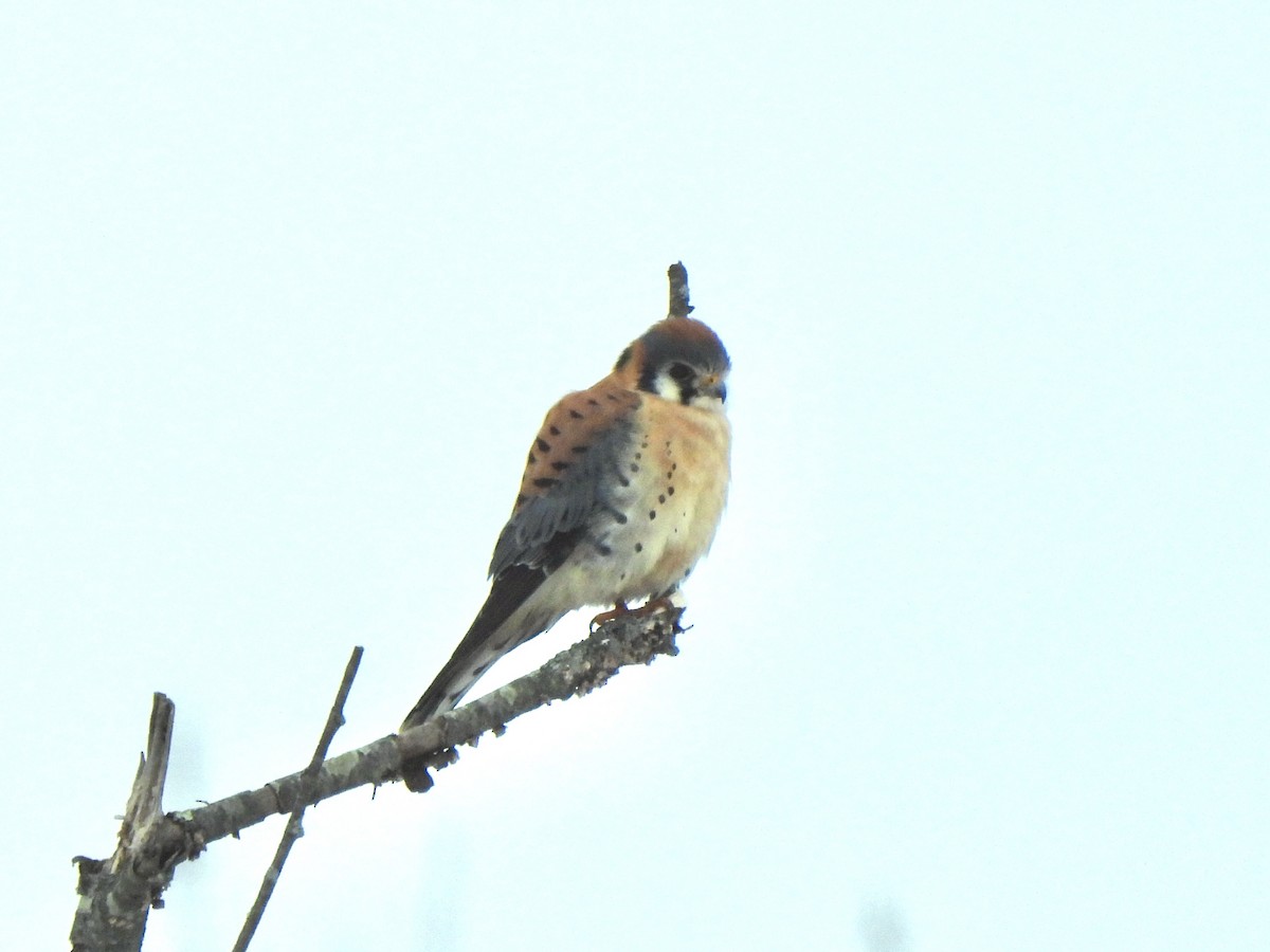 Pennsylvania EBird Checklist 1 Feb 2024 PA SQ WRS Route 582 SW   1200