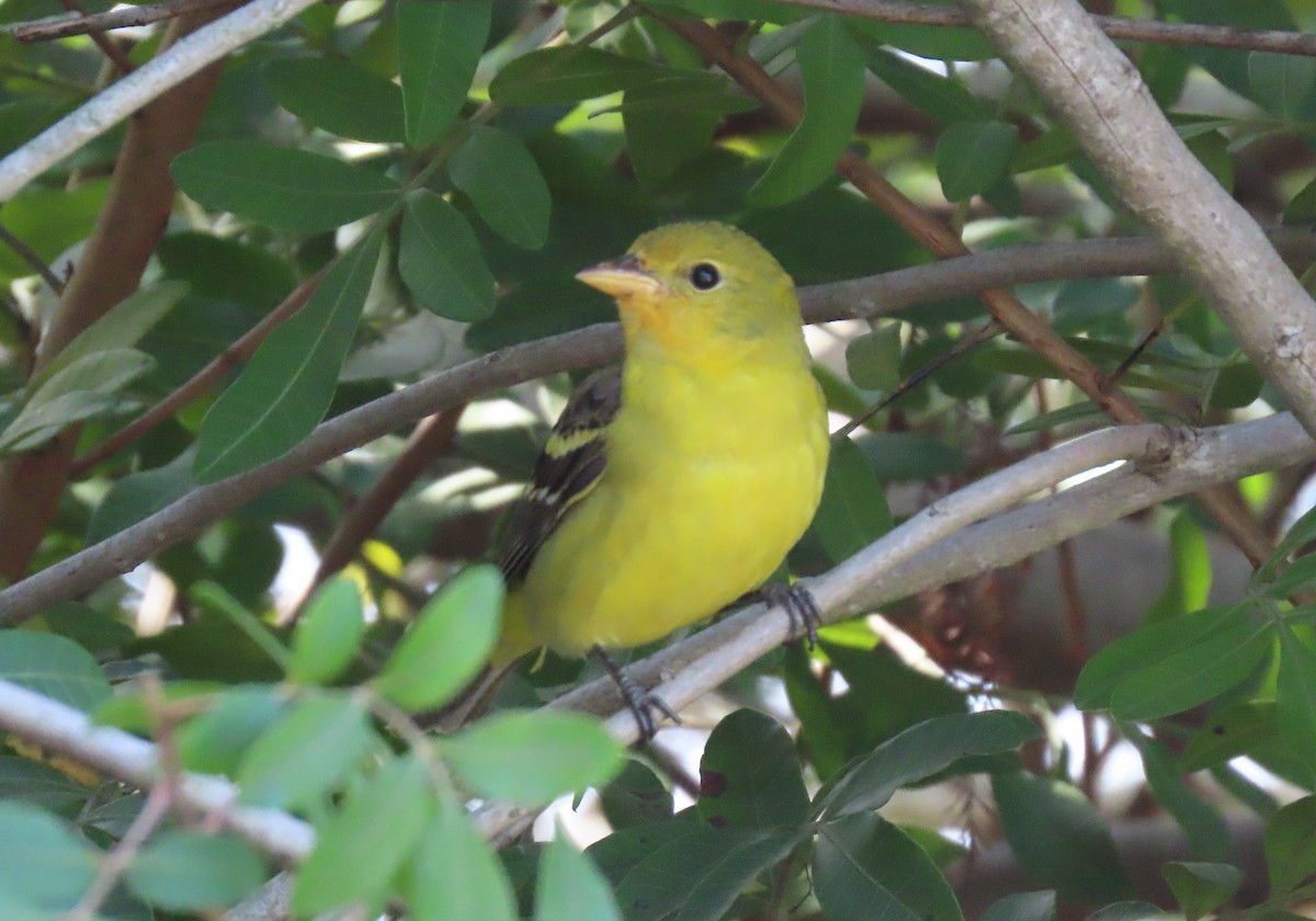 Western Tanager - ML614268447