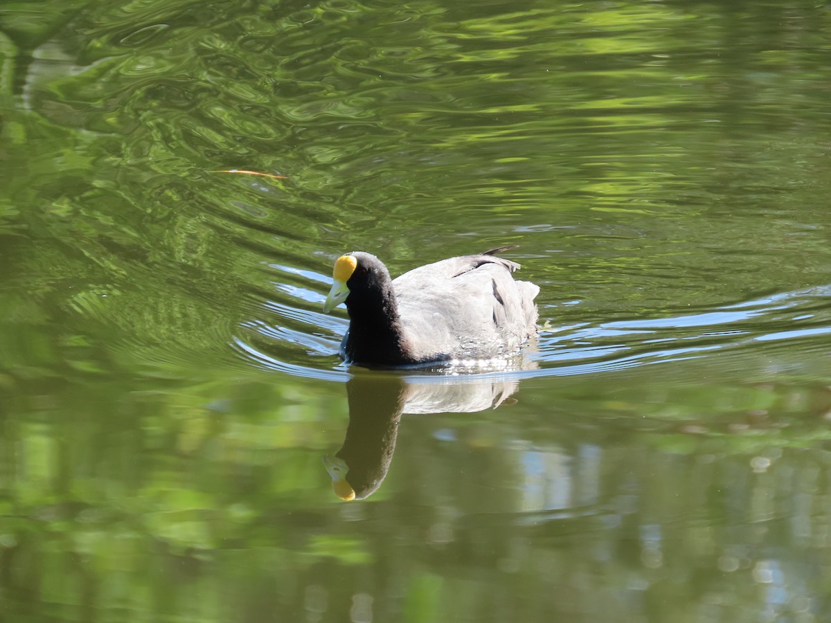 White-winged Coot - ML614268714