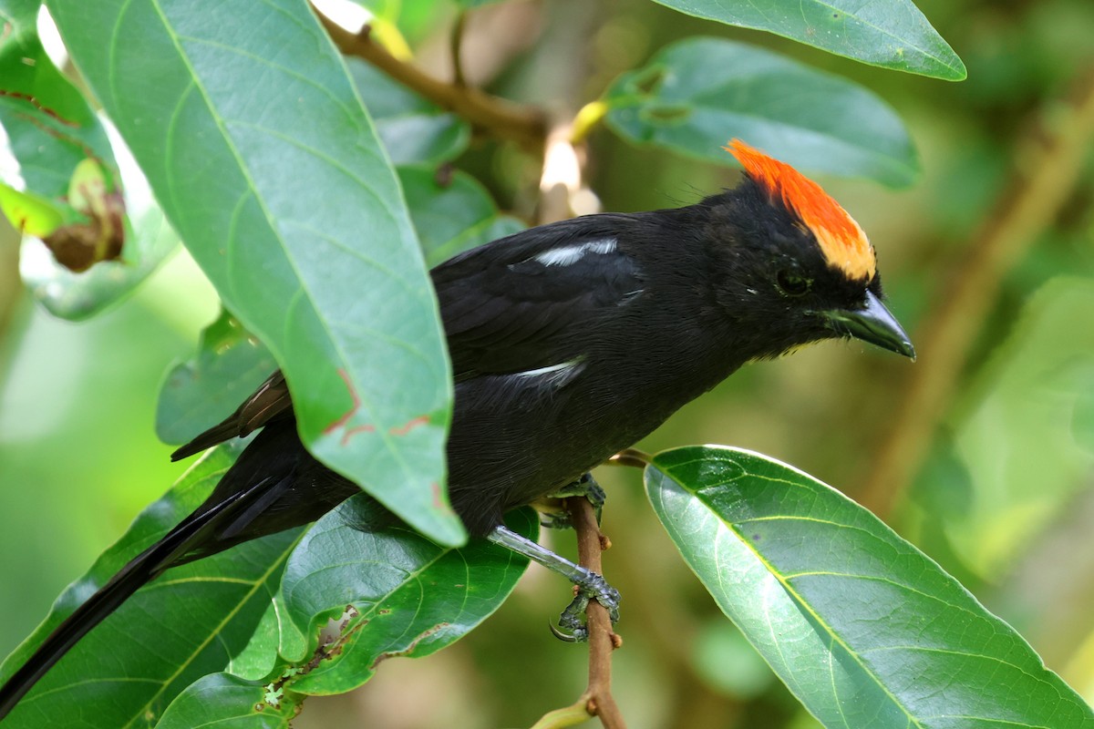 Flame-crested Tanager (Flame-crested) - ML614269027