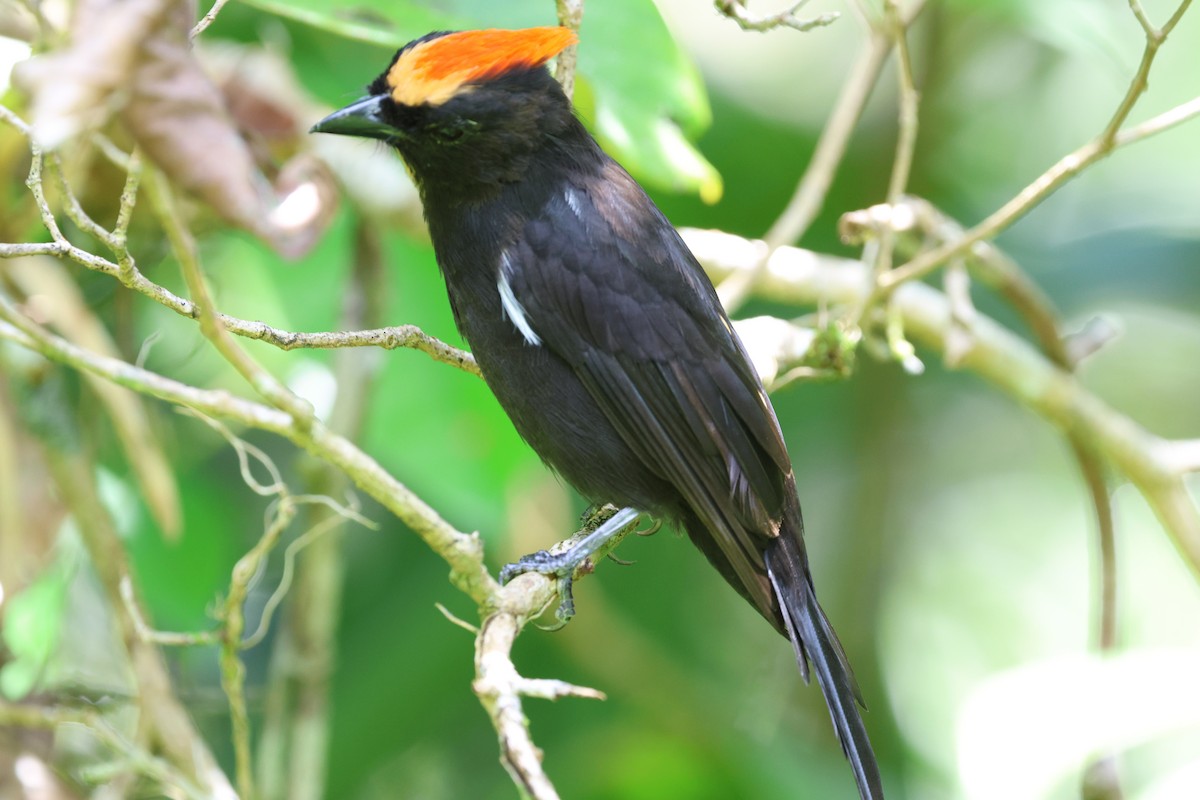 Flame-crested Tanager (Flame-crested) - ML614269031