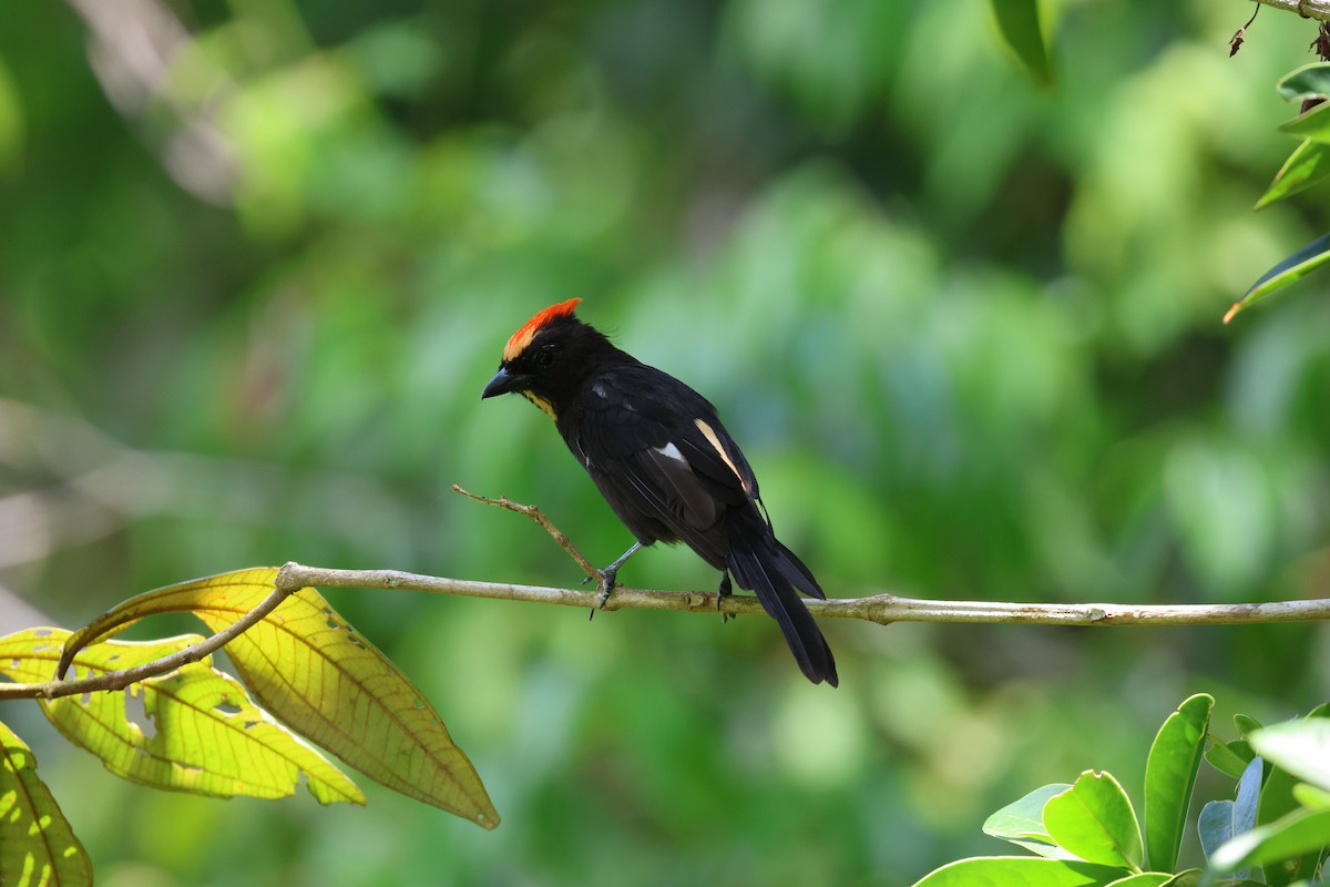 Flame-crested Tanager (Flame-crested) - ML614269032