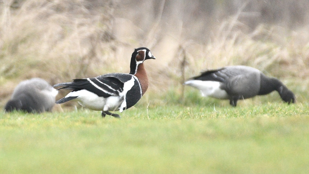 Red-breasted Goose - ML614269233