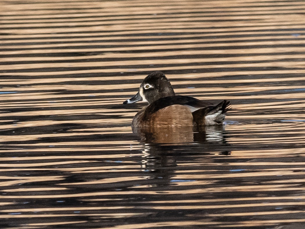 Ring-necked Duck - ML614269340