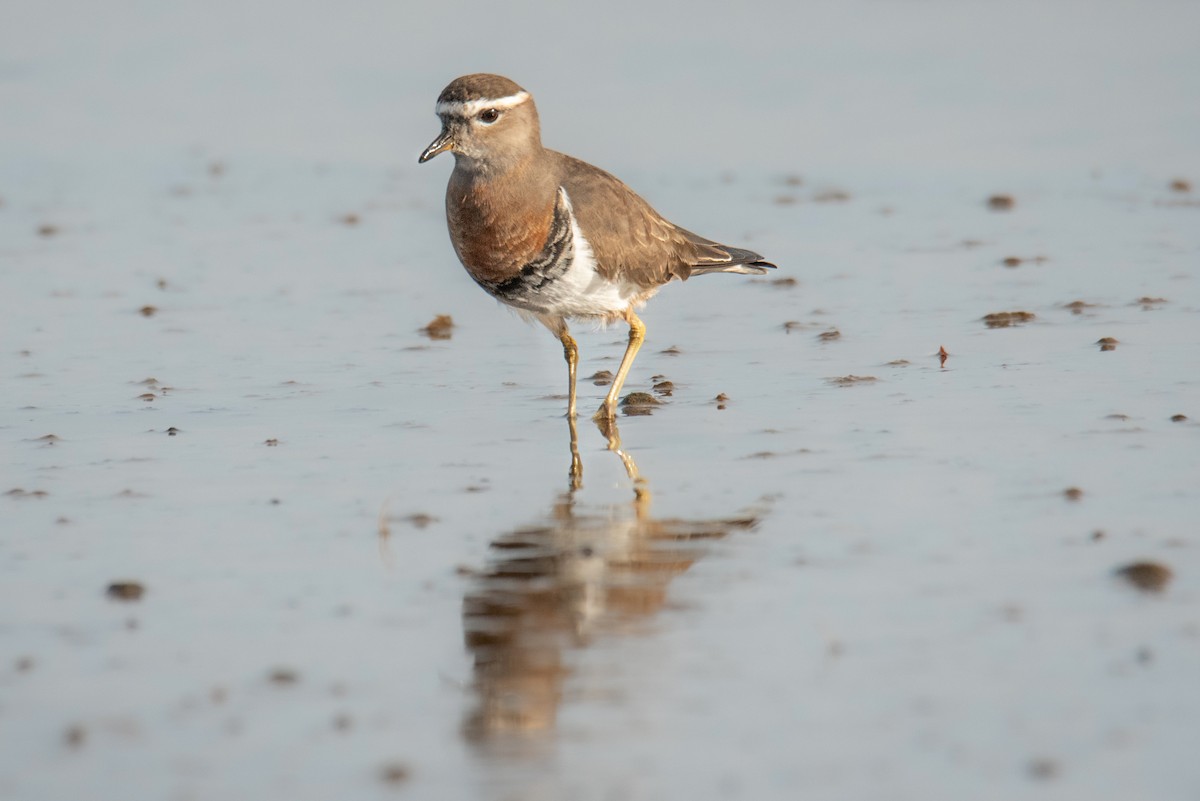 Rufous-chested Dotterel - ML614269348
