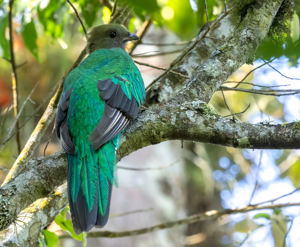 Resplendent Quetzal (Guatemalan) - Lars Petersson | My World of Bird Photography