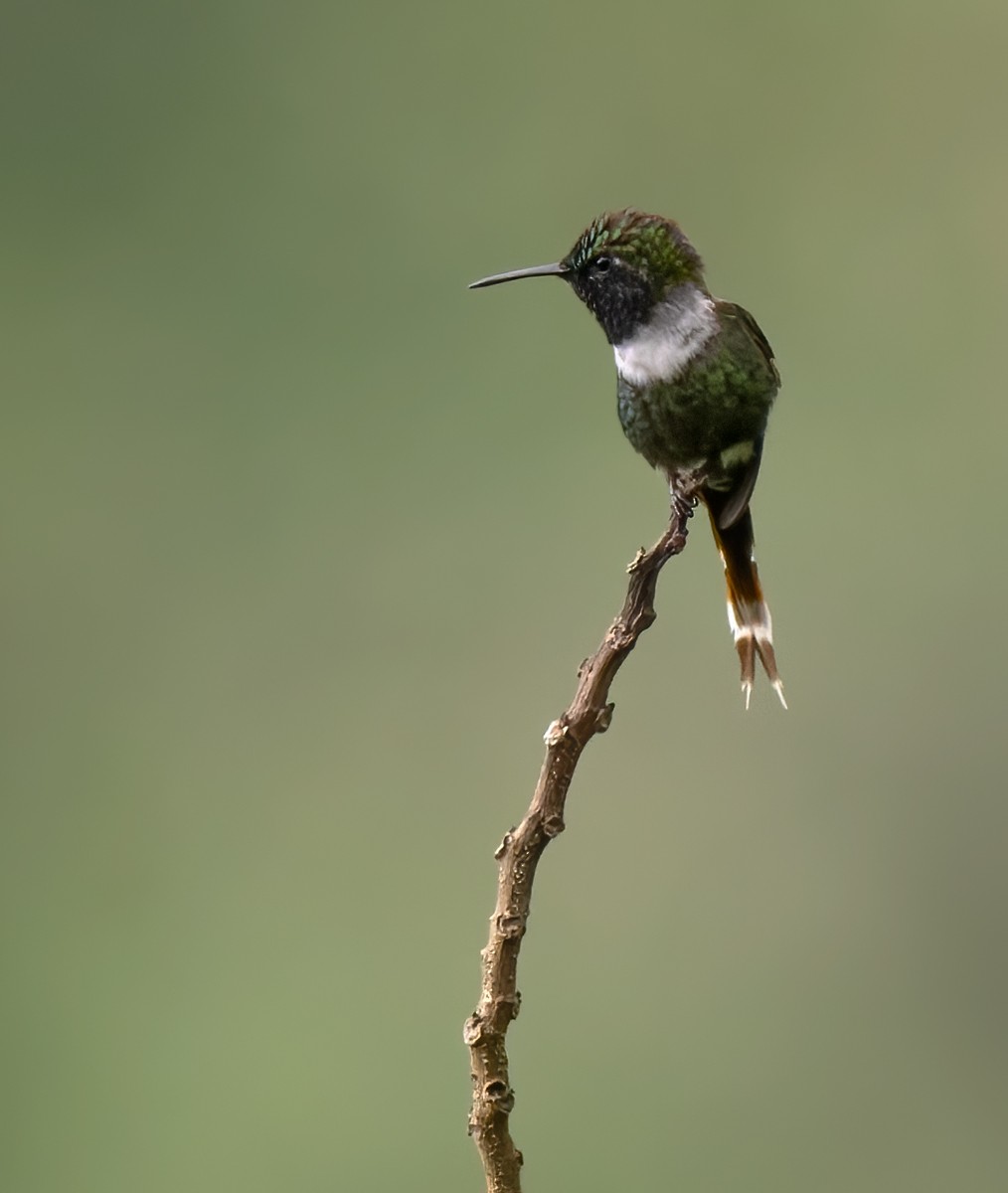 Sparkling-tailed Hummingbird - Lars Petersson | My World of Bird Photography