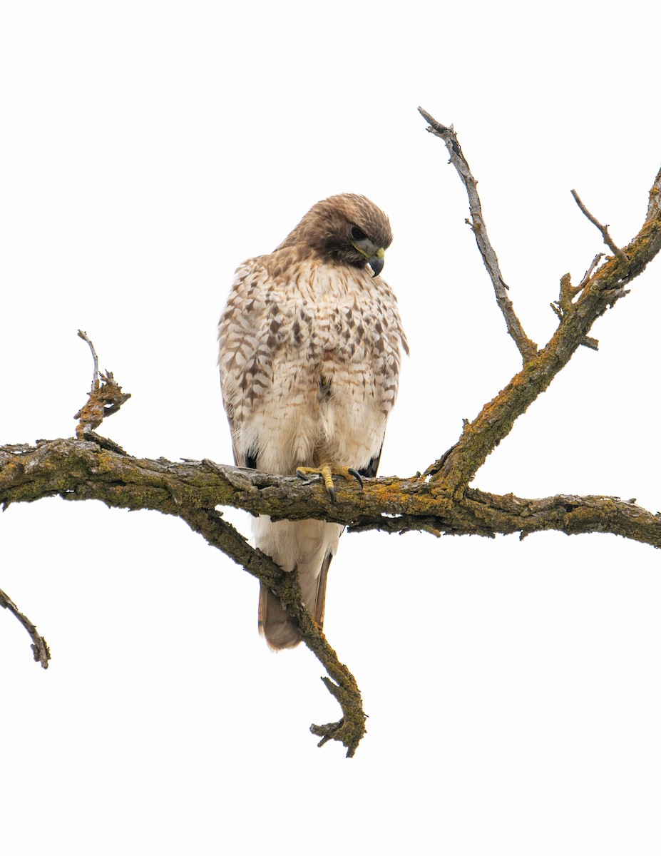 Red-tailed Hawk - ML614269743