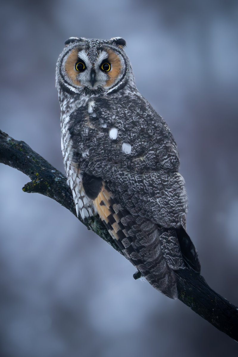Long-eared Owl - ML614269963