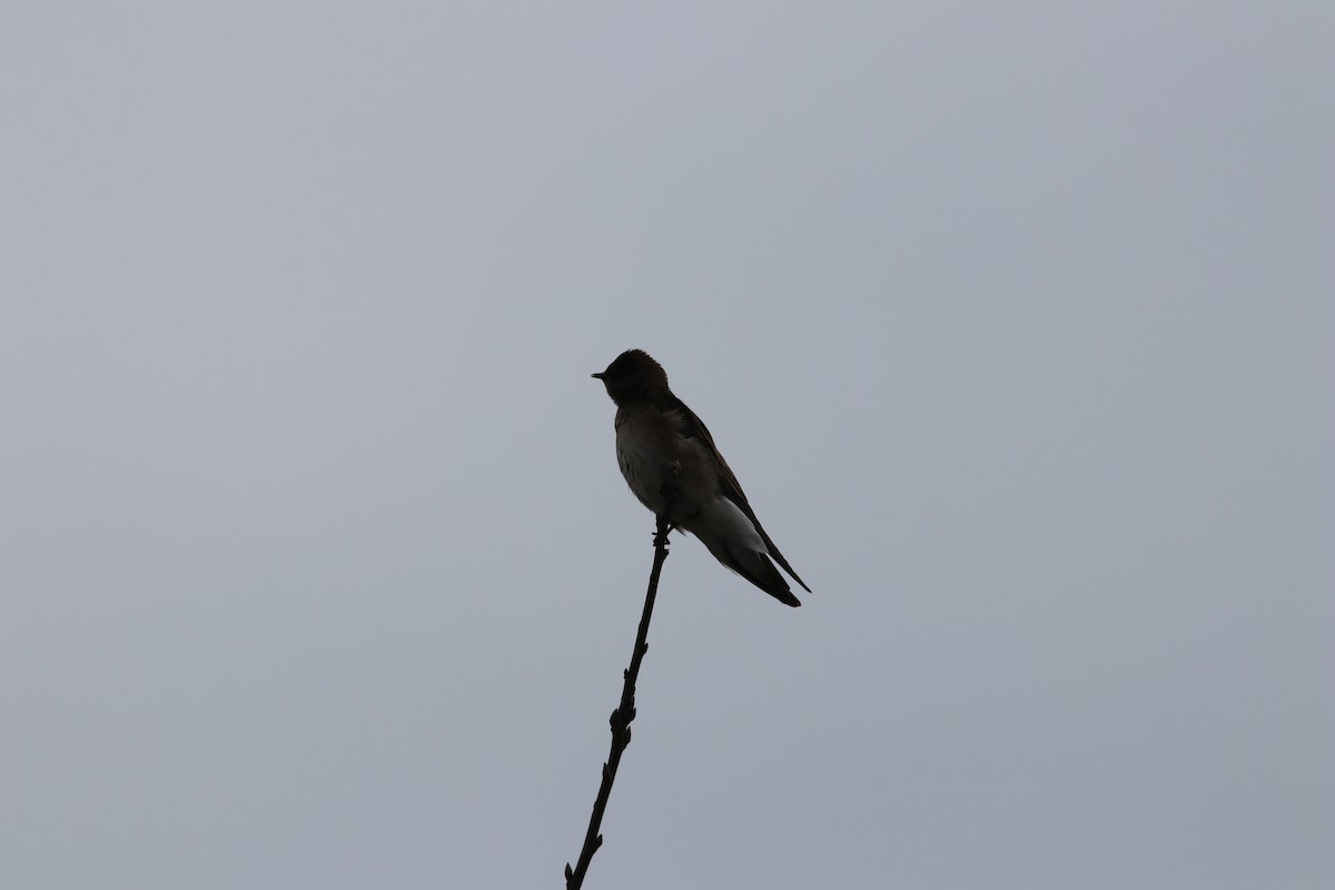 Northern Rough-winged Swallow - ML614270077
