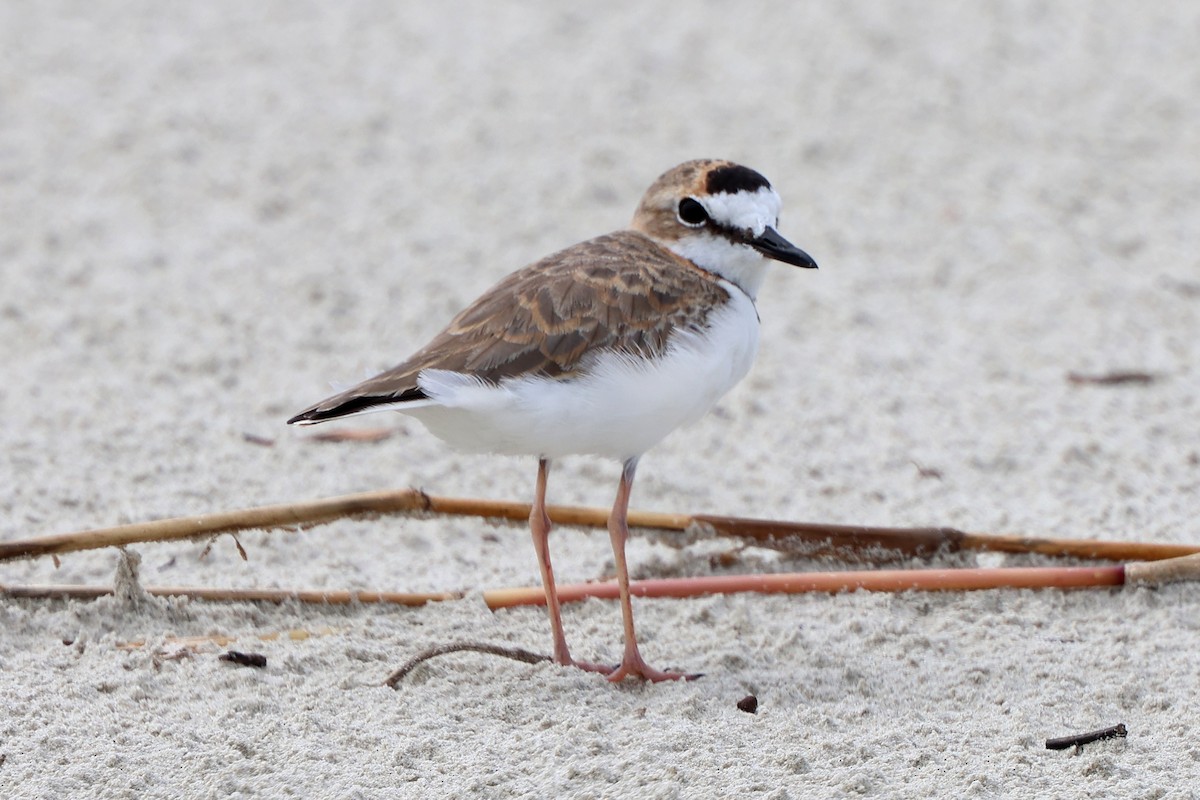 Collared Plover - ML614270083