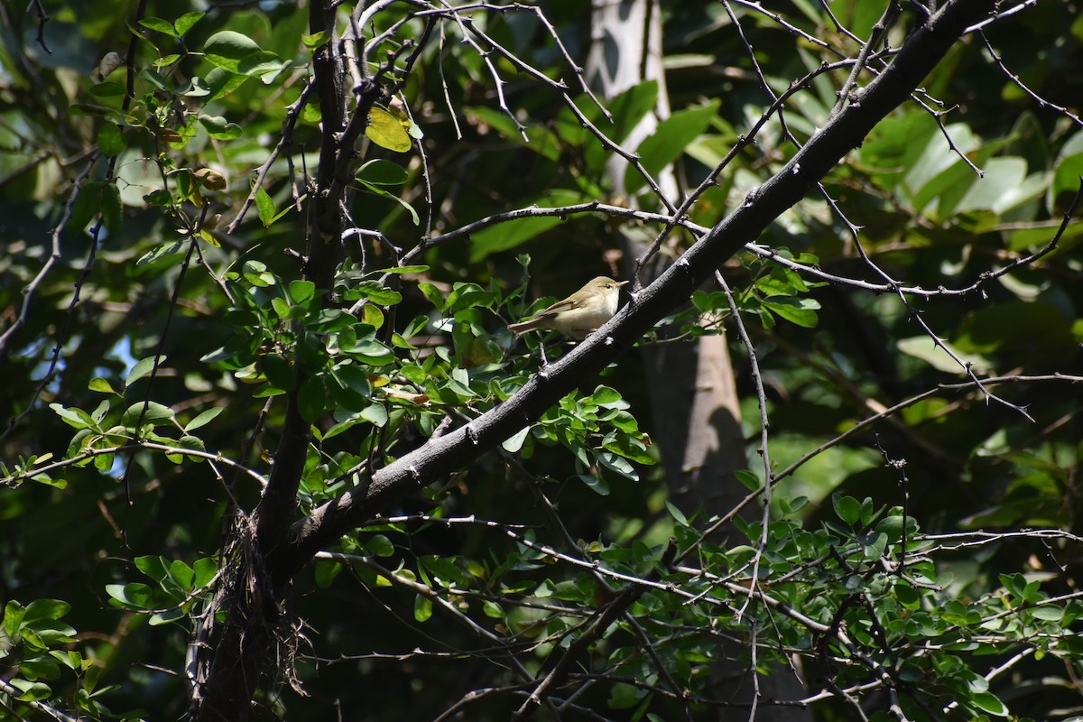 Greenish Warbler (viridanus) - ML614270196