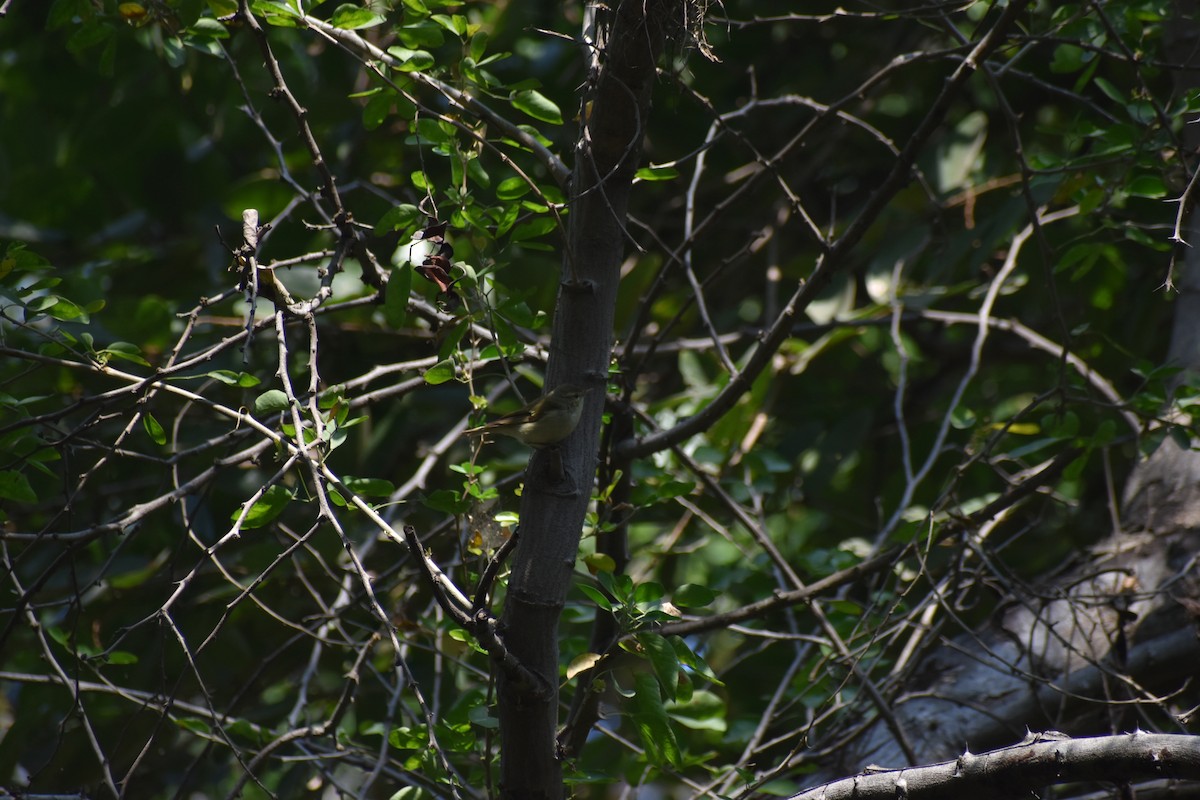 Greenish Warbler (viridanus) - ML614270197