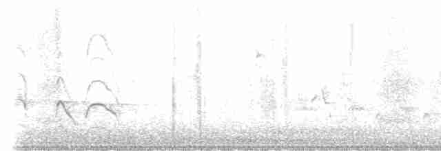 Büyük Kiskadi Tiranı - ML614270327